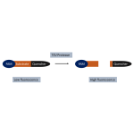 TEV Protease Activity Assay Kit